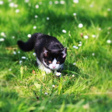 Ferienwohnung Katzheim Schlier Dış mekan fotoğraf